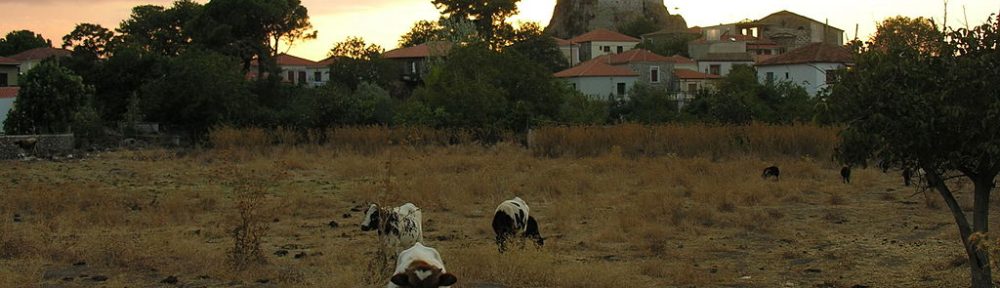 Image of cows in a field in Petra near a monastery.