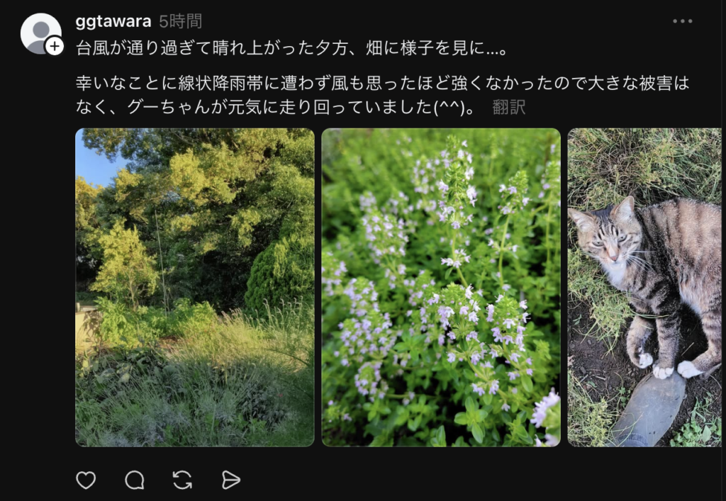 A screenshot of a Threads post with photos of greenery and flowers in a back yard and a cat lying on the ground with text that reads "台風が通り過ぎて晴れ上がった夕方、畑に様子を見に...
幸いなことに線状降雨帯に遭わず風も思ったほど強くなかったので大きな被害はなく、グーちゃんが元気に走り回っていました（^^）。".